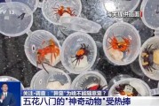 南宁@铲屎官们 养“异宠”或危害国家安全 这些行为违法了