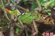 南宁云南南滚河保护区首次发现红唇棘蜥