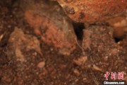 南宁江西发现蜘蛛新物种 为研究呵叻蛛属适应区域提供依据
