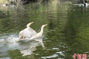 南宁吉林：罕见白鸬鹚连续两年“故地重游”