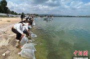 南宁云南江川举行增殖放流活动 逾54万尾鱼游入星云湖